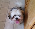 Small Photo #16 Shih Tzu Puppy For Sale in SAINT CHARLES, MO, USA