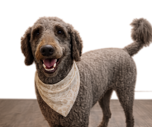 Medium Photo #1 Double Doodle Puppy For Sale in ANDERSON, SC, USA