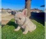 Small #5 French Bulldog