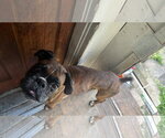 Small #1 Boxer