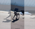 Small #7 Mutt