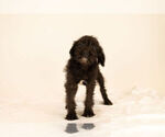 Small Photo #9 Bossi-Poo Puppy For Sale in BRISTOL, IN, USA
