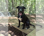 Small #2 Labrador Retriever Mix