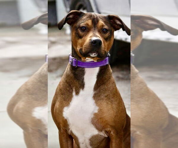 Medium Photo #3 Labrador Retriever-Unknown Mix Puppy For Sale in Rustburg, VA, USA