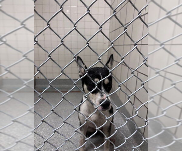 Medium Photo #1 Staffordshire Bull Terrier-Unknown Mix Puppy For Sale in Pasadena, TX, USA
