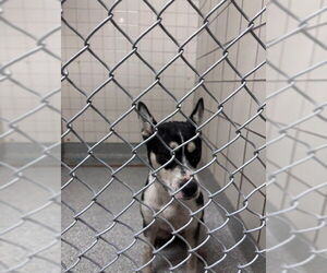 Staffordshire Bull Terrier-Unknown Mix Dogs for adoption in Pasadena, TX, USA