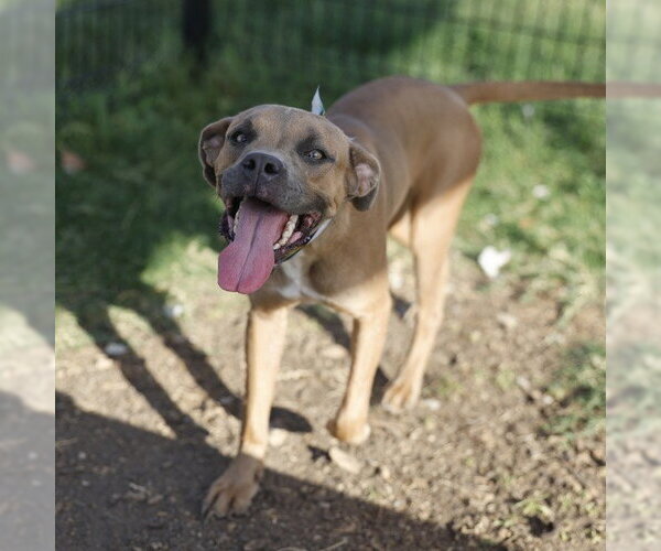 Medium Photo #1 Boxer-Unknown Mix Puppy For Sale in San Antonio, TX, USA