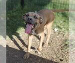 Small Boxer Mix