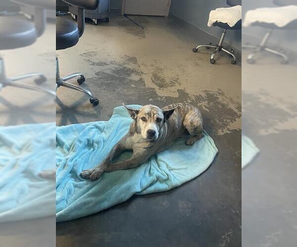 Medium Photo #1 Siberian Husky-Unknown Mix Puppy For Sale in Tallahassee, FL, USA