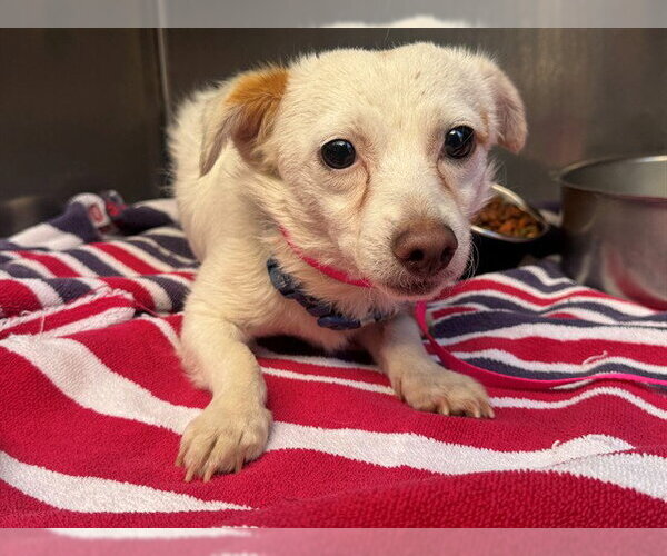Medium Photo #1 Chihuahua-Unknown Mix Puppy For Sale in Moreno Valley, CA, USA