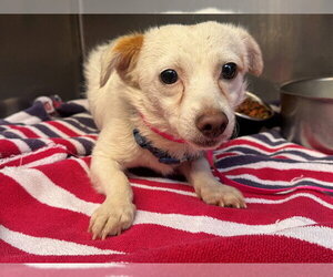 Chihuahua-Unknown Mix Dogs for adoption in Moreno Valley, CA, USA