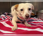 Small Chihuahua Mix