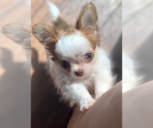 Chihuahua Puppy for sale in MIDDLEBURG, FL, USA