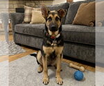 Small #11 German Shepherd Dog Mix