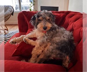 Smokey - Male Poodle (Miniature)-Unknown Mix Dog for Adoption - Photo #2
