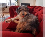 Small Photo #2 Poodle (Miniature)-Unknown Mix Puppy For Sale in San Diego, CA, USA