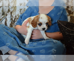 Cavalier King Charles Spaniel Puppy for sale in GREENWOOD, WI, USA