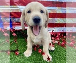 Small Photo #1 Labrador Retriever Puppy For Sale in JACKSONVILLE, FL, USA