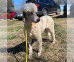 Small #5 Poodle (Standard)