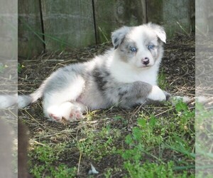 Border Collie Puppy for sale in DOUGLASS, KS, USA
