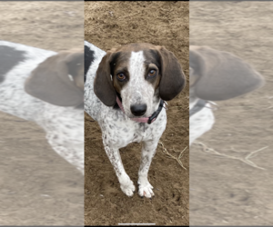 Pointer-Spaniel Mix Dogs for adoption in Conway, AR, USA