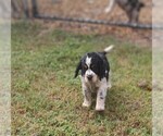 Small #8 English Springer Spaniel