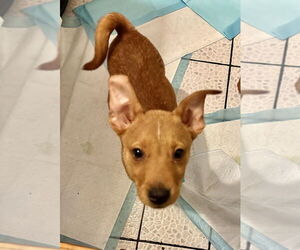 Carolina Dog Dogs for adoption in San Diego, CA, USA