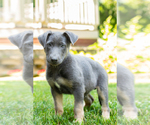 Small Photo #5 German Shepherd Dog Puppy For Sale in GOSHEN, IN, USA