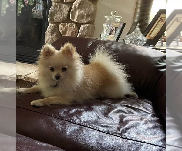 Medium Photo #1 Pomeranian Puppy For Sale in Sheboygan, WI, USA