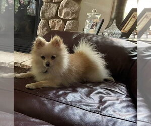 Pomeranian Dogs for adoption in Sheboygan, WI, USA