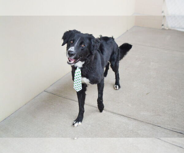 Medium Photo #3 Border Collie-Unknown Mix Puppy For Sale in McKinney, TX, USA