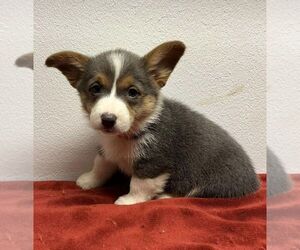 Pembroke Welsh Corgi Puppy for sale in LAGUNA PARK, TX, USA