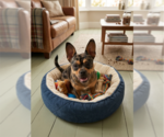 Small Photo #2 French Bulldog Puppy For Sale in Menifee, CA, USA