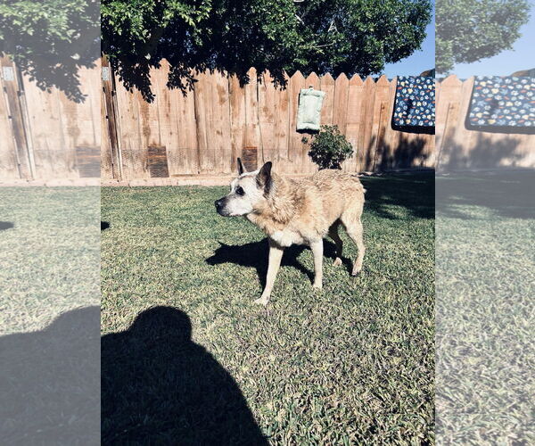 Medium Photo #2 Mutt Puppy For Sale in San Diego, CA, USA