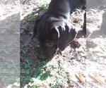 Small Photo #7 Great Dane-Labrador Retriever Mix Puppy For Sale in ESTACADA, OR, USA