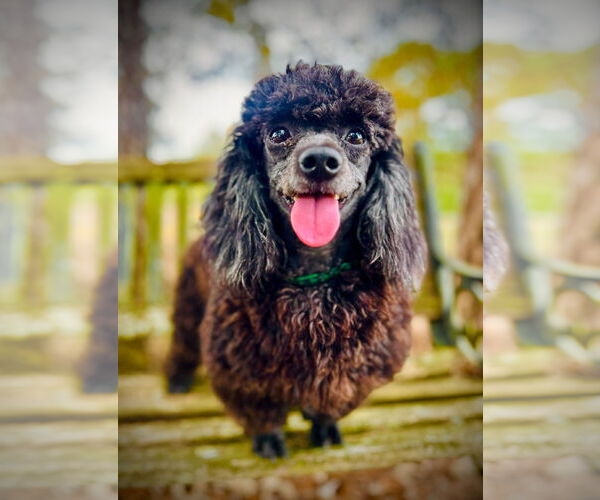 Medium Photo #4 Poodle (Toy)-Unknown Mix Puppy For Sale in Pacolet, SC, USA