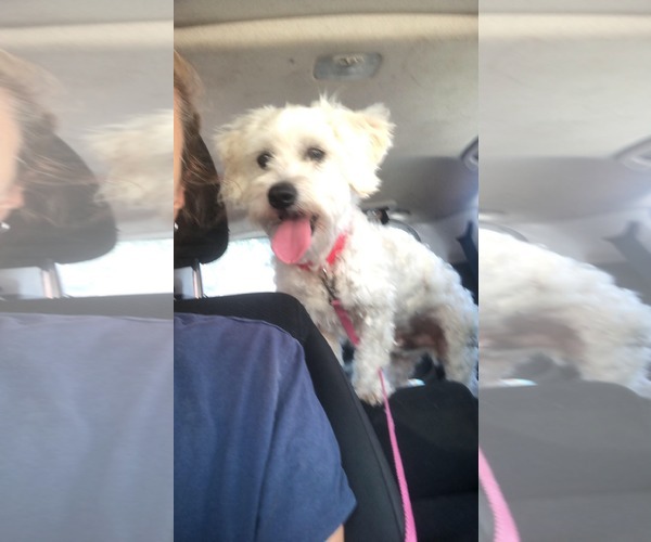 Medium Photo #2 Maltese-Unknown Mix Puppy For Sale in Escondido, CA, USA