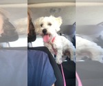 Small #1 Maltese Mix