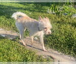Small #3 Chihuahua Mix