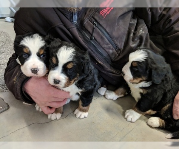 Medium Photo #10 Bernese Mountain Dog Puppy For Sale in BONNERS FERRY, ID, USA