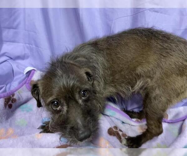 Medium Photo #1 Miniature Schnauzer-Unknown Mix Puppy For Sale in Modesto, CA, USA