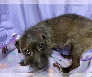 Miniature Schnauzer-Unknown Mix Dogs for adoption in Modesto, CA, USA