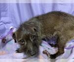 Small Miniature Schnauzer Mix