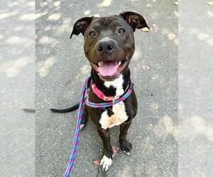 Mutt Dogs for adoption in Sacramento, CA, USA