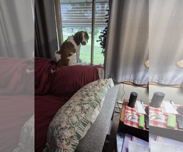 Medium Photo #3 Brittany Puppy For Sale in Curwensville, PA, USA