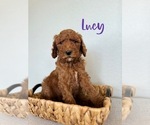 Puppy Lucy Poodle (Standard)