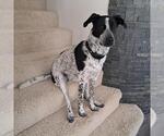 Small #2 Dalmatian Mix