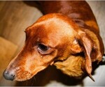 Small Photo #1 Dachshund Puppy For Sale in BLMGTN, IN, USA
