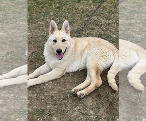 Mother of the German Shepherd Dog puppies born on 01/04/2026