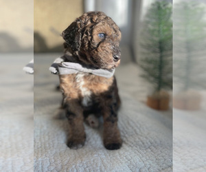 Golden Mountain Doodle  Puppy for sale in MEDWAY, MA, USA